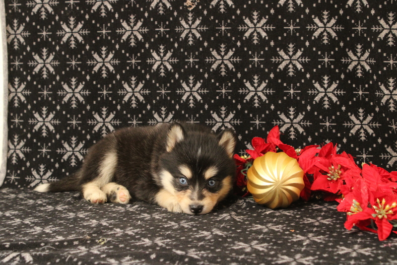 puppy, for, sale, Pomsky, Matthew B. Stoltzfus, dog, breeder, Gap, PA, dog-breeder, puppy-for-sale, forsale, nearby, find, puppyfind, locator, puppylocator, aca